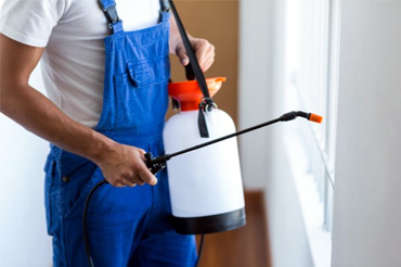 Pest Control Dwarka New Delhi
